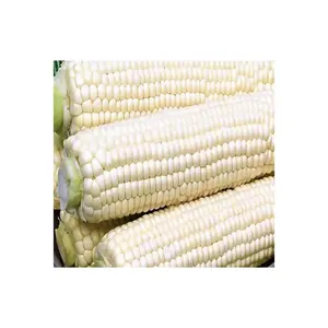 Grains de maïs blanc de haute qualité pour l'alimentation animale/graines de maïs blanc - Product Image 5