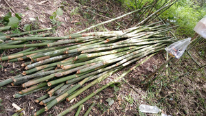 Bambú seco crudo a granel respetuoso con el medio ambiente vietnamita para arquitectura de paisaje natural al aire libre productos agrícolas sostenibles - Product Image 2