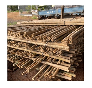 ผลิตทั้งขายเสาไม้ไผ่ธรรมชาติขนาดปรับแต่งการเกษตรคุณภาพดีที่สุดจากเวียดนามด้วยราคาที่ดีที่สุด - Product Image 1