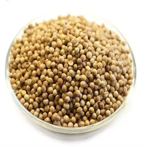 Authentic Spice Grade Fresh Raw Coriander for Culinary Use Available for Bulk Export at Low Prices