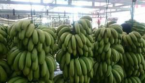 กล้วยสด Cavendish กล้วยสดจากบริษัทส่งออกเวียดนามข้อมูลทองคำ99 - Product Image 2