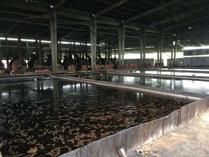 Huile de noix de cajou de haute qualité, liquide de coque de noix de cajou (CNSL), biocarburants efficaces, bioénergie avancée, huile de noix, huile végétale pour la cuisine - Product Image 3