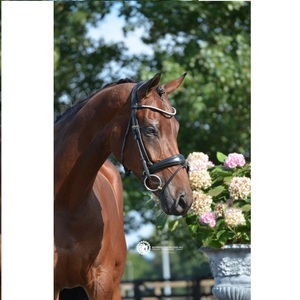 Bride anatomique en cuir de cheval avec logo personnalisé Design anatomique confortable de style occidental - Product Image 5