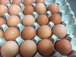 Pollitos de Engorde de un Día, Hembra, de la Raza Hyline Brown y Lohmann Brown, con Yema Preservada, 30 Huevos Producidos - Product Image 5