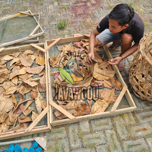 ใบคาตาปปาหมักปรับปรุงสุขภาพในราคาที่ดีที่สุดจากประเทศอินโดนีเซีย - Product Image 1