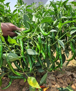 Semillas Híbridas NOORANI F1 de Chile Picante - Product Image 2