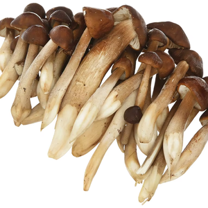 SETA TERMITA SECA/RICA EN SABOR Y NUTRICIÓN/HECHA EN VIETNAM - Product Image 1