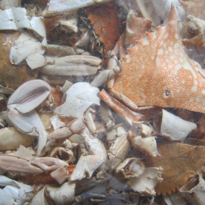 Coquilles de crabe propres, concassées et traitées pour l'exportation - Product Image 4