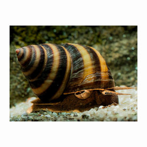 หอยทากแอฟริกันแช่แข็ง ผลิตภัณฑ์อาหารทะเลพรีเมียม แปรรูปอย่างถูกสุขอนามัย อายุการเก็บรักษายาวนาน - Product Image 1