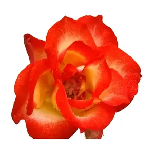 인도 드워프 미니/미니어처 컷 꽃 장미 인도에서 수마트라/자바/히스파니올라/방카 섬에 공급