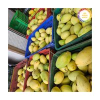 Verse Mango Geteeld In Vietnam Premium Rijp Fruit, Ideaal Voor Het Snijden En Produceren Van Diverse Voedseltoepassingen Voor Kopers