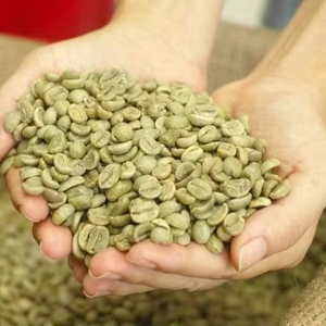 Grains de café vert arabica biologique du Vietnam 100% naturel Grade AA+ Marque TNFOOD Certifié ISO 22000 Fournisseur d'usine 1000 kg - Product Image 1