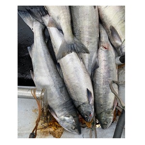 Salmón Chum Congelado Entero – Salmón Congelado de Calidad para Venta al por Mayor, Minorista y Exportación - Product Image 1