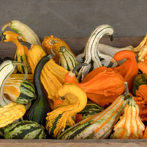 Semillas de Calabaza Decorativas Little Indian para Halloween, Mezcla de Semillas de Calabaza Coloridas y con Formas Variadas, 2g, Varias Colecciones de Calabazas - Product Image 3