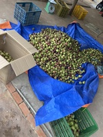 Vietnam Tropische Verse Mangosteen Met Hoge Kwaliteit En Goede Groothandelsprijs Voor Het Exporteren