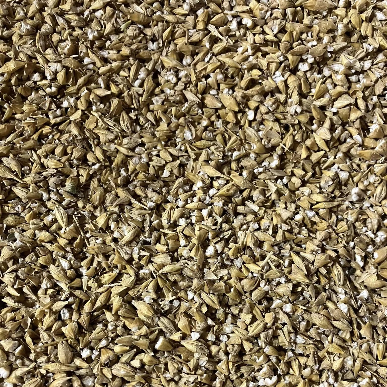 High Quality Organic Barley Malt Grains and Seeds Dried Style Discount Price Offered