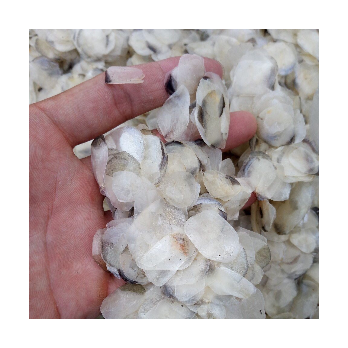 Весы для сухих сырых рыб для производства коллагена, натуральное большое количество, рыболовные Весы тилапила от вьетнамской фабрики