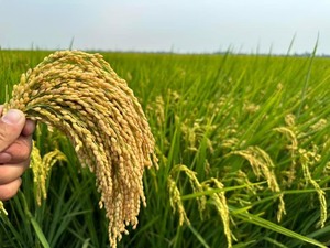 Offre Spéciale de riz Basmati Japonica de haute qualité 3% grain court cassé Texture douce grain moyen long IRIS séché Contacter WhatsApp - Product Image 6