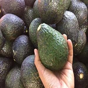 ผู้ส่งออกที่เชื่อถือได้ของอะโวคาโด Hass อินทรีย์ปลูกสดใหม่หลากหลายในราคาปานกลาง - Product Image 2