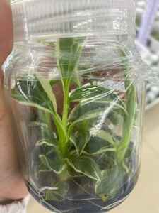 <span class=keywords><strong>กล้วย</strong></span>มูซา โนโน พิงค์ วาเรียเกต ที่เพาะเลี้ยงด้วยวิธีการเพาะเลี้ยงเนื้อเยื่อ |   ต้นไม้ใบเขตร้อนหายากสำหรับตกแต่งภายในและสวน - Product Image 2