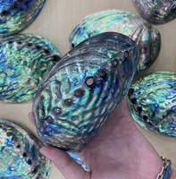 Coquille d'ormeau du Vietnam fabriquée à partir de matériaux naturels de coquillages pour l'artisanat décoratif, les incrustations de bijoux, l'affichage à domicile, l'exportation