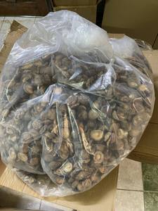 Hongo shiitake seco al mejor precio al por mayor de Vietnam - Product Image 6