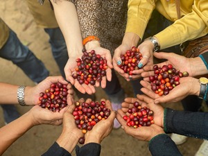 Arabica torréfié en gros origine Vietnam Dalakon Da Sar moulu rôti 250g sac scellé à fermeture éclair Durée de conservation de 2 ans - Product Image 6