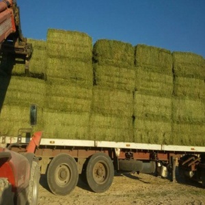 Heno de Alfalfa de Alta Calidad en Pacas para Alimentación de Ganado, Suministro Agrícola, Heno Verde Fresco de Grado de Exportación, Empaquetado en Palets para Venta - Product Image 3
