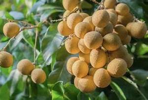 PURO CONGELADO LONGAN FRUTA ENTERA SABOR NATURAL RESPETUOSO INMUNE CERTIFICADO NO GMO - Product Image 2