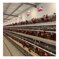 Poulailler à bas prix MT pour 10 000 oiseaux, cages à poules pondeuses, poulailler à œufs de poulet à vendre en Afrique du Sud