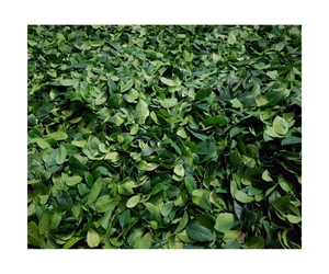 ผู้ส่งออกใบมะนาวแห้งคุณภาพสูง - Product Image 1