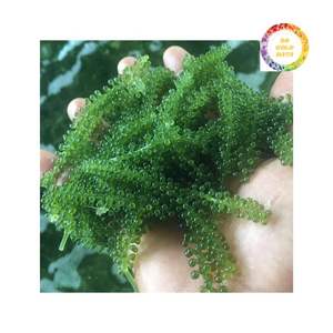 หญ้าทะเลอบแห้งพิเศษจากเวียดนาม - Product Image 5