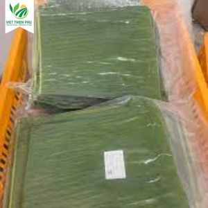 Hoja de Plátano Congelada Orgánica VIET THIEN PHU, Fruta Fresca Económica de Alta Calidad, Estilo Directo de Agricultura Vietnamita para Uso Industrial - Product Image 5