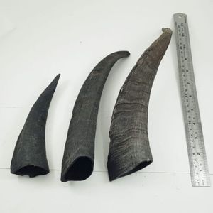 Hot bán noshahi sừng dê tự nhiên sừng con chó nhai lâu dài Pet điều trị được thực hiện tại Ấn Độ bởi Enliven ở nước ngoài - Product Image 5