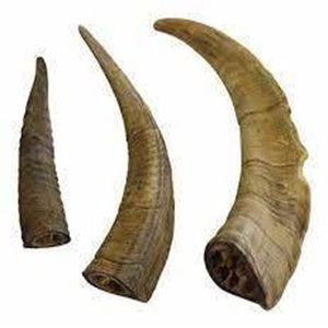 เขาควายธรรมชาติ100% - Product Image 1