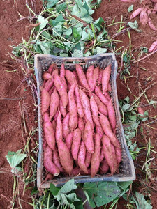 Meilleure qualité Exportateur de pommes de terre douces violettes réfrigérées directement de l'usine vers les marchés mondiaux - Product Image 4