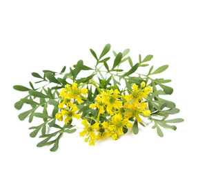 Purity Rue huile essentielle à prix de gros Contactez-nous pour les demandes de renseignements en vrac 100% Pure Natural Essential Street Oil Export Quality - Product Image 1