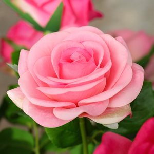 <span class=keywords><strong>Tige</strong></span> de rose artificielle <span class=keywords><strong>en</strong></span> latex hydraté effet toucher réel pour mariage, maison, vase, fête, événement, décoration florale - Product Image 3