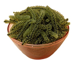 องุ่นทะเลอบแห้งคุณภาพเยี่ยมโฆษณาสาหร่ายจากเวียดนาม // Ms. Beatrix - Product Image 1