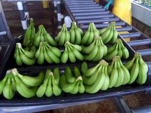 Plátano fresco orgánico Cavendish 100% con alta calidad de Vietnam-Plátano fresco Cavendish al por mayor - Product Image 2