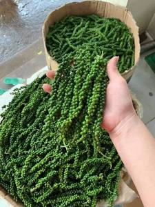 Poivre vert vietnamien fraîchement récolté sur tige, adapté aux fabricants alimentaires du monde entier - Product Image 6