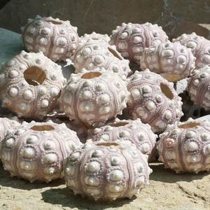 MEJOR PRECIO Blue Lotus 2025 Premium Urchin Seashell Natural Ocean Decor para exhibición de Acuario y regalo - Product Image 3