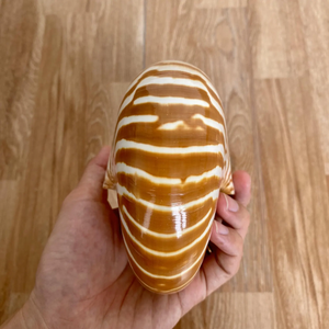 天然民俗工芸品大きなサイズアンモナイト化石ノーチラスシェル装飾用 - Product Image 2