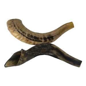 Faizacraft corne de bélier et corne de mouton de forme naturelle Animal européen sculpté artisanat quantité en vrac à vendre par Crafts Galore - Product Image 4