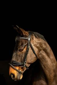 Brida de caballo de cuero genuino colorido de lujo en la India Brida de caballo de cuero genuino multicolor caliente tamaño completo - Product Image 4