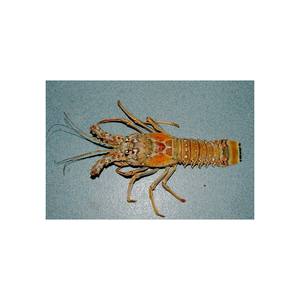 กุ้งมังกรหางเรียบ - Product Image 6