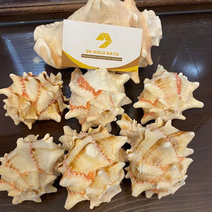 วัสดุงานฝีมือรักษ์โลกธรรมชาติข้อมูลเปลือกหอยสีทอง99ชิ้นสำหรับวางเทียนจานสบู่และของตกแต่งทำด้วยมือที่สร้างสรรค์ในเวียดนาม - Product Image 1
