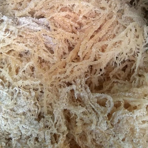 Algas marinas silvestres naturales puras de musgo de mar blanco directamente de Vietnam - Product Image 1
