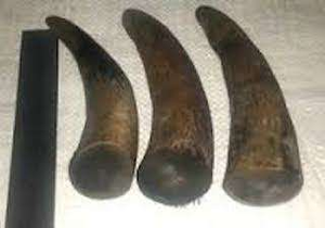 กรอบแว่นตาทำมือจากเขาควายธรรมชาติ กันน้ำ ใช้เป็นด้ามมีด/ดาบได้ รุ่น ZEHRA INDUSTRIES HR-451 ของขวัญทางธุรกิจ - Product Image 2