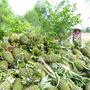 Jus de purée d'ananas 100% sans sucre, vraie pulpe, 320 ml, fraîchement pressé, vente en gros, marque privée, échantillon gratuit, Vietnam - Product Image 4